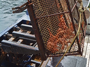 Alaskan King Crab Caught in Trap