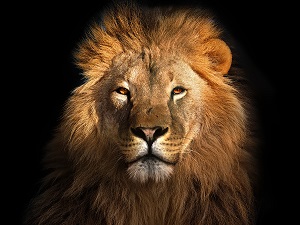lion with black background
